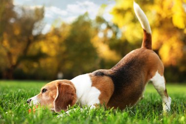 Güz parkında yeşil çimlerde oyuncağı olan sevimli Beagle köpeği.