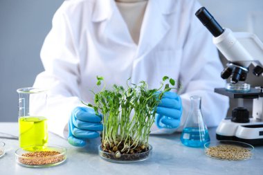 GDO konsepti. Masada mikro yeşillik numunesiyle çalışan bilim adamı.