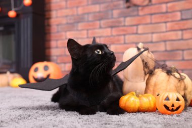 Cadılar Bayramı kutlaması. Yarasa kanatları olan sevimli bir kedi ve halı içinde kabaklar.