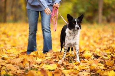 Sonbahar parkında sevimli köpeğini gezdiren kadın, yakın plan.