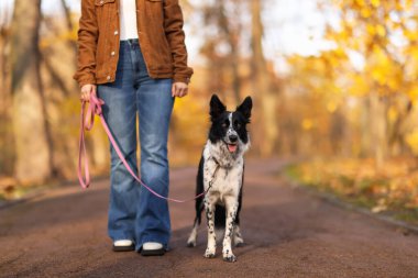 Sonbahar parkında sevimli köpeğini gezdiren bir kadın, yakın plan. Metin için boşluk