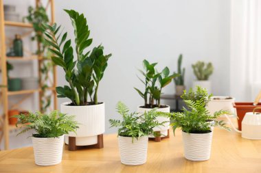 Kapalı alandaki ahşap masada güzel saksılar.