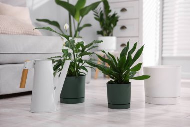 Different potted houseplants and watering can on floor indoors