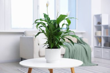 Evdeki masada çiçekli güzel spathiphyllum (barış zambağı) bitkisi