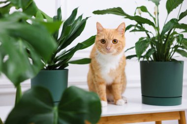 Şirin kızıl kedi ve farklı ev bitkileri.