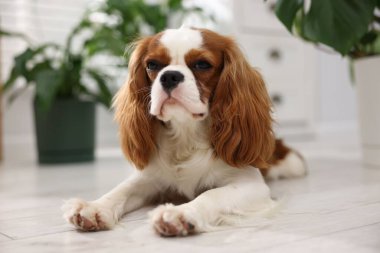 Evde sevimli köpek ve yeşil bitkiler var.