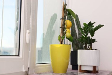 Güzel bitkiler ve ahşap pencere eşiğinde turunçgiller, yakın plan.