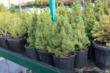 Pazardaki saksılarda pek çok küçük ladin ağacı, yakın plan. Noel kutlaması