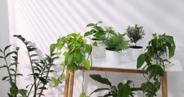 Beyaz masa üzerinde farklı saksı bitkileri, içeri giren kameralar.