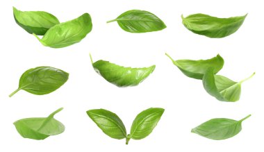 Beyaz arka planda taze yeşil fesleğen yaprakları, kolaj