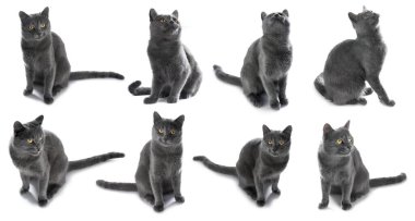 Beyaz arka planda şirin gri kedi, bir dizi fotoğraf.