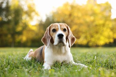 Sonbahar parkında yeşil çimlerde tatlı Beagle köpeği.