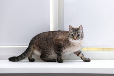 Evdeki pencere pervazında sevimli bir kedi. Sevimli hayvan.