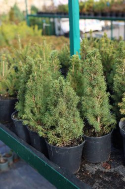 Pazardaki saksılarda pek çok küçük ladin ağacı, yakın plan. Noel kutlaması