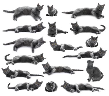 Beyaz arka planda şirin gri kedi, bir dizi fotoğraf.