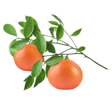 Taze greyfurtlu dallar ve beyaz üzerinde yeşil yapraklar.