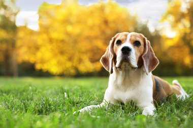 Sonbahar parkında yeşil çimlerde tatlı Beagle köpeği, mesaj için yer