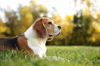 Sonbahar parkında yeşil çimlerde tatlı Beagle köpeği, mesaj için yer
