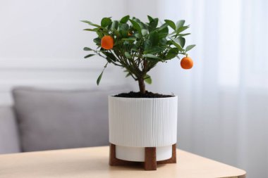 İçerideki ahşap masada mandalina ağacı.