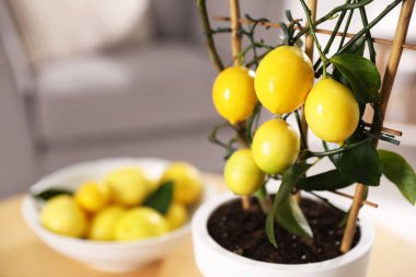 Kapalı bir masada limon ağacı ve olgun meyveler, yakın plan. Metin için boşluk