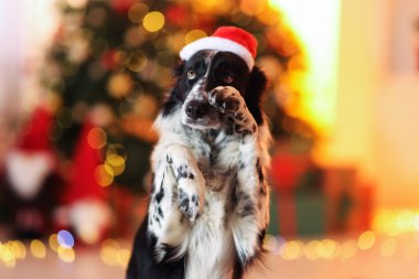 Noel Baba şapkalı şirin köpek Noel için dekore edilmiş.