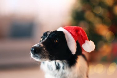 Noel Baba şapkalı şirin köpek Noel için dekore edilmiş.