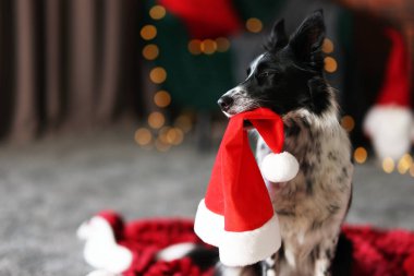 Evde Noel Baba şapkası olan şirin bir köpek, mesaj için yer var. Noel atmosferi