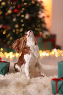 Evde, Noel hediye kutularının yanında sevimli bir köpek var.