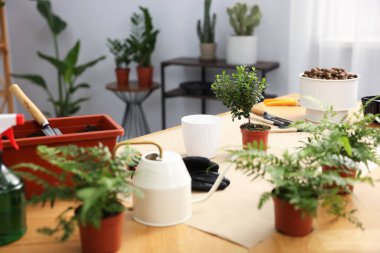 Ev bitkisi nakli. Kapalı masa üzerinde bitki, toprak ve bahçe aletleri olan saksılar.
