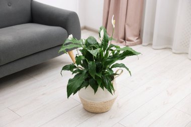 Evinde çiçekli güzel spathiphyllum (barış zambağı) bitkisi
