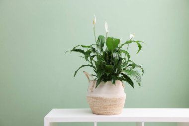 Zeytin duvarının yanındaki beyaz masada çiçekli güzel spathiphyllum (barış zambağı) bitkisi