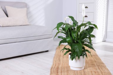 Güzel spathiphyllum (barış zambağı) çiçekli ev bitkisi. Metin için boşluk