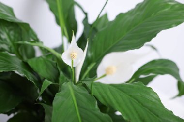 Güzel spathiphyllum (barış zambağı) çiçekleri açık arkaplanda, yakın plan
