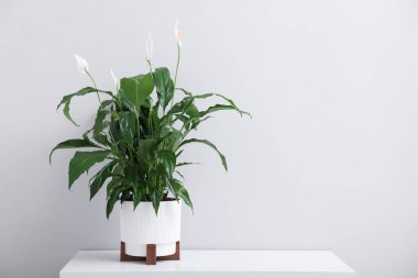 Işık duvarının yanındaki beyaz masada çiçekli güzel spathiphyllum (barış zambağı) bitkisi. Metin için boşluk