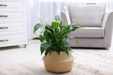 Evinde çiçekli güzel spathiphyllum (barış zambağı) bitkisi
