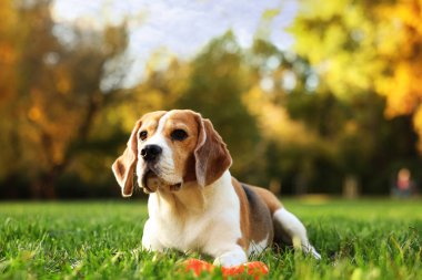 Sonbahar parkında yeşil çimlerde tatlı Beagle köpeği.