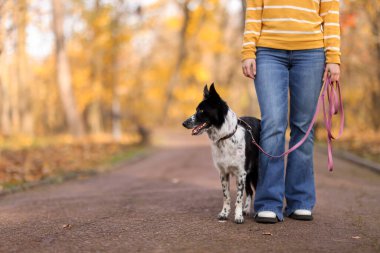 Sonbahar parkında sevimli köpeğini gezdiren bir kadın, yakın plan. Metin için boşluk
