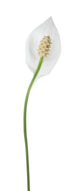 Güzel spathiphyllum (barış zambağı) çiçeği beyaz üzerinde izole