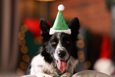 Evde komik bantlı şirin bir köpek var. Noel atmosferi