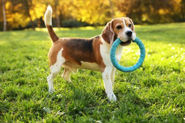 Sonbahar parkında yeşil çimlerde yüzük oyuncağıyla sevimli Beagle köpeği.