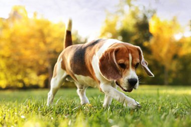 Sonbahar parkında yürüyüş yapan sevimli Beagle köpeği.