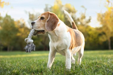 Güz parkında oyuncağı çiğneyen sevimli Beagle köpeği.