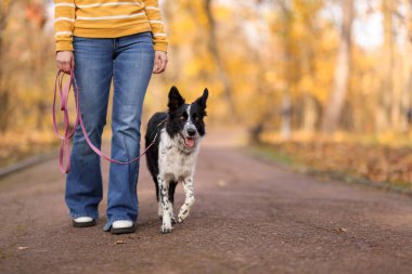 Sonbahar parkında sevimli köpeğini gezdiren bir kadın, yakın plan. Metin için boşluk