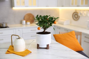 Mutfaktaki beyaz mermer masaya mandalina ağacı ve sulama kutusu.