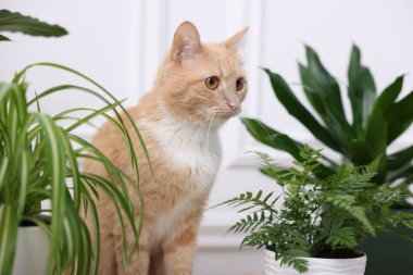 Tatlı kızıl kedi ve farklı ev bitkileri.