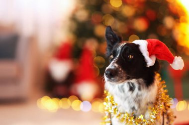Noel Baba şapkalı şirin köpek. Odada parlak süslemeler var. Noel için dekore edilmiş.