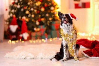 Noel Baba şapkalı şirin köpek. Odada parlak süslemeler var. Noel için dekore edilmiş.