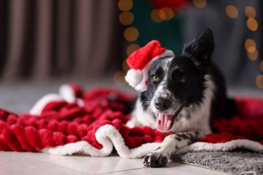 Evde Noel Baba şapkalı şirin köpek, mesaj için yer var. Noel atmosferi