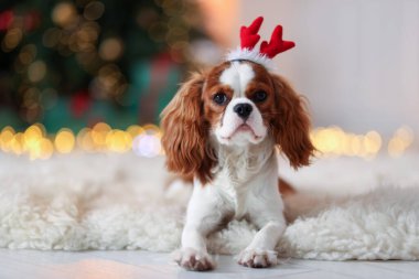 Evde, komik saç bandı takmış şirin bir köpek. Noel atmosferi