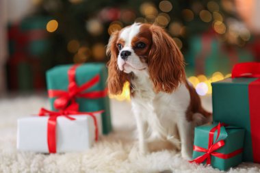 Evde, Noel hediye kutularının yanında sevimli bir köpek var.